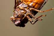 Razor Grinder Cicada (Henicopsaltria eydouxii)